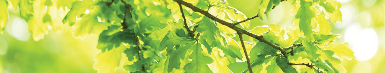 Oak tree leaves with Husqui environmental policy quote