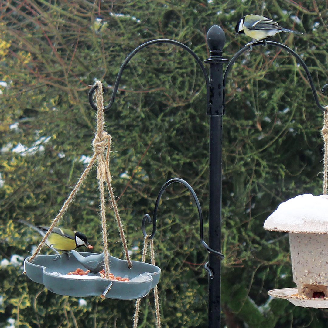 Hanging bird bath with a blue tit eating from it, in a garden, in winter.